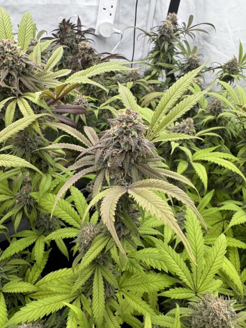 Banana Dance [Freedom of Seeds]. Week 8