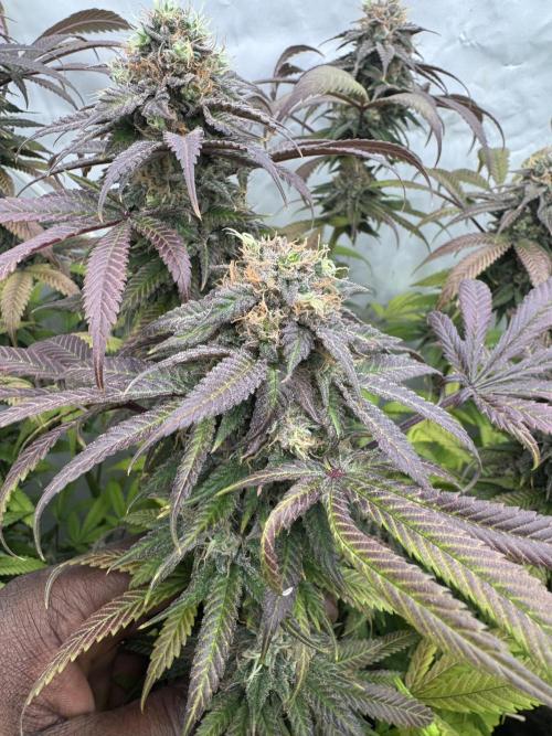 Banana Dance [Freedom of Seeds]. Week 8