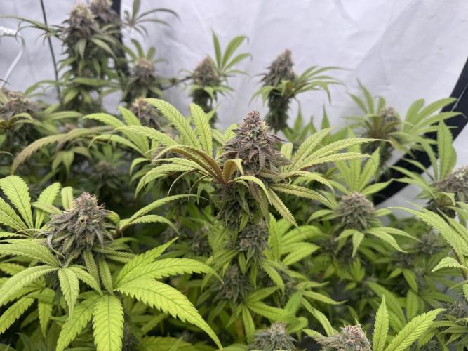 Banana Dance [Freedom of Seeds]. Week 8
