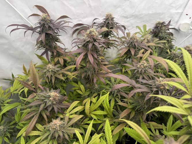 Banana Dance [Freedom of Seeds]. Week 8