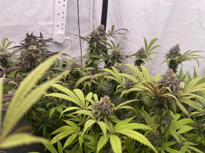 Banana Dance [Freedom of Seeds]. Week 8