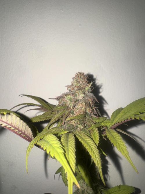 Banana Dance [Freedom of Seeds]. Week 8