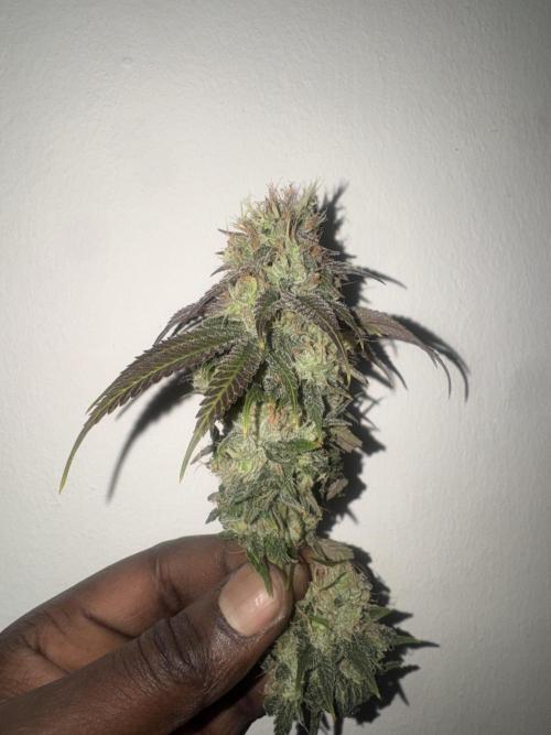 Banana Dance [Freedom of Seeds]. Week 8