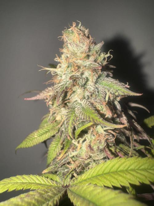 Banana Dance [Freedom of Seeds]. Week 8