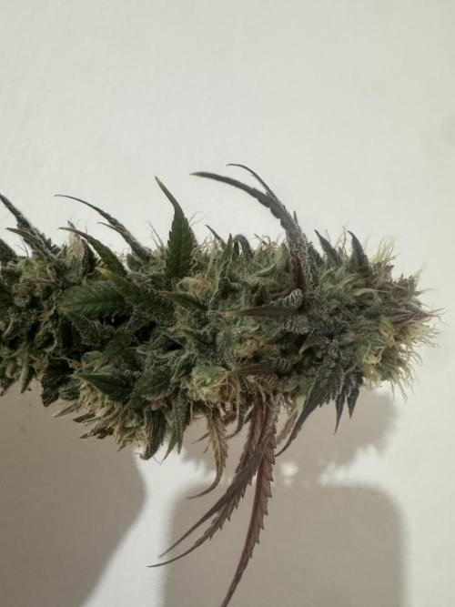 Banana Dance [Freedom of Seeds]. Week 8