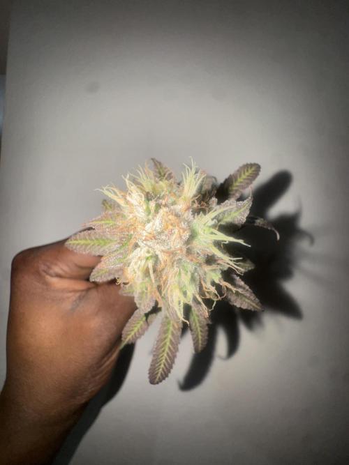 Banana Dance [Freedom of Seeds]. Week 8