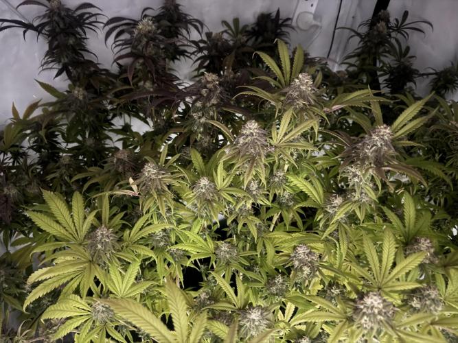 Banana Dance [Freedom of Seeds]. Week 8