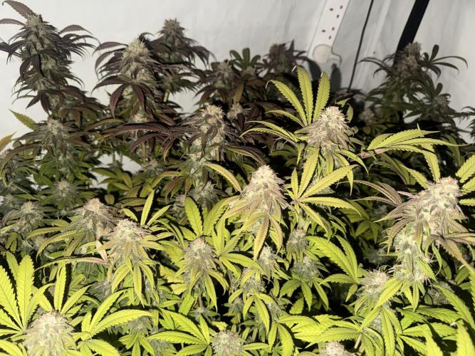 Banana Dance [Freedom of Seeds]. Week 8
