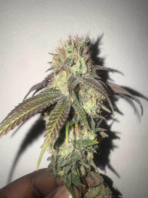 Banana Dance [Freedom of Seeds]. Week 8