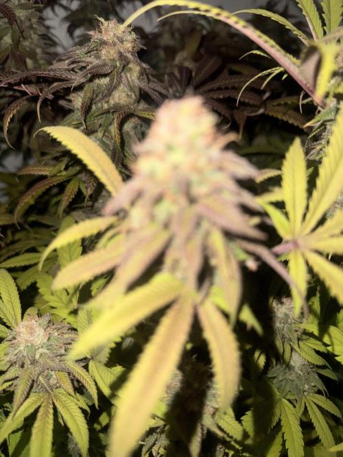 Banana Dance [Freedom of Seeds]. Week 8