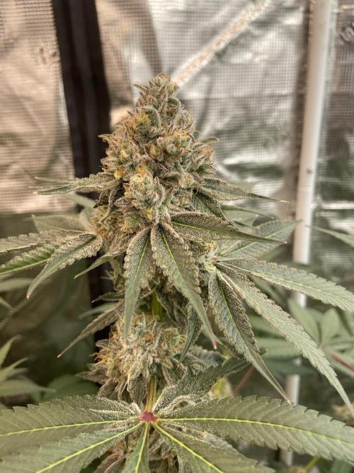 Super Boof [Barney's Farm]. Week 15