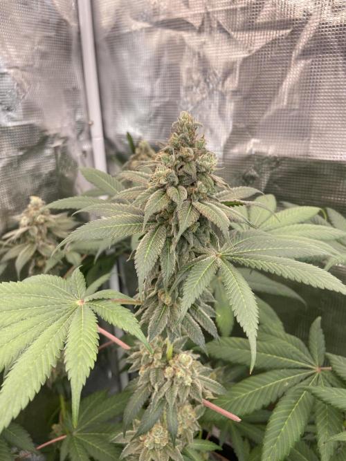 Super Boof [Barney's Farm]. Week 15