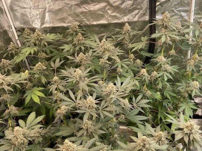Super Boof [Barney's Farm]. Week 15