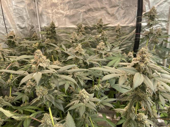 Super Boof [Barney's Farm]. Week 15