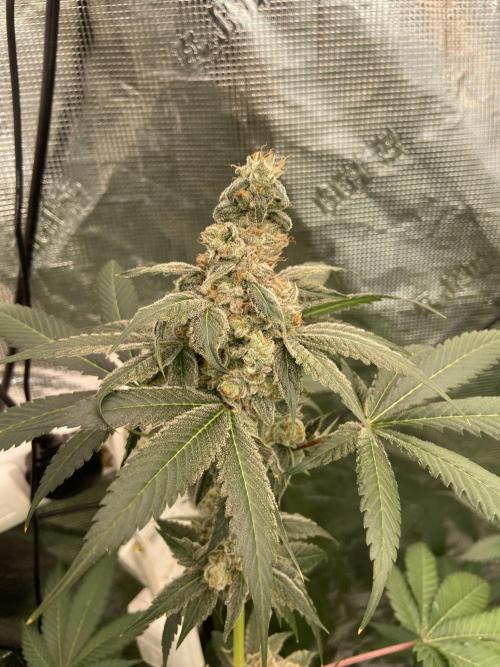 Super Boof [Barney's Farm]. Week 15