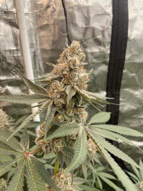 Super Boof [Barney's Farm]. Week 15