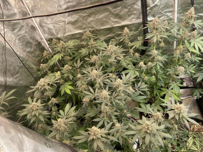 Super Boof [Barney's Farm]. Week 15