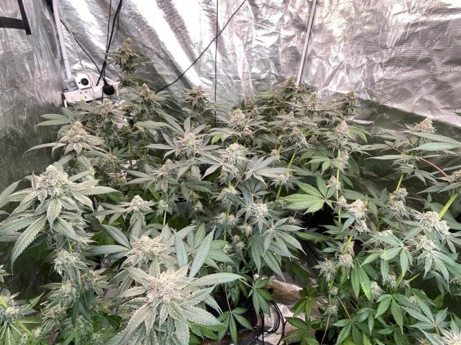 Super Boof [Barney's Farm]. Week 15