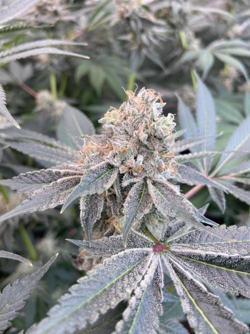 Super Boof [Barney's Farm]. Week 15