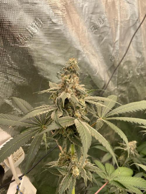 Super Boof [Barney's Farm]. Week 15
