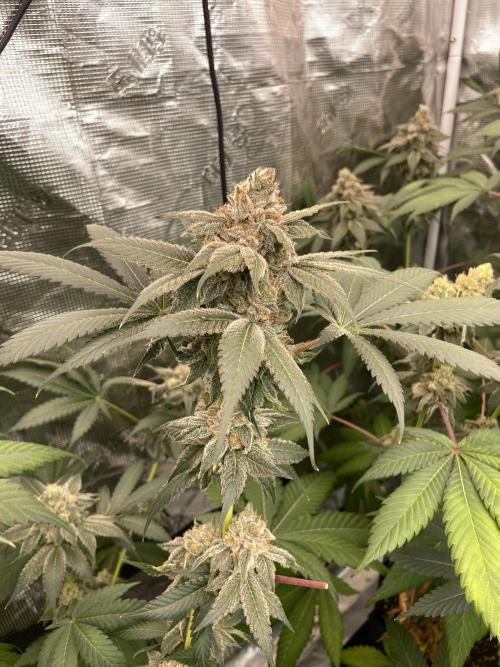 Super Boof [Barney's Farm]. Week 15