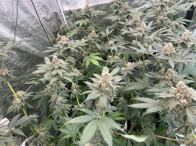 Super Boof [Barney's Farm]. Week 15