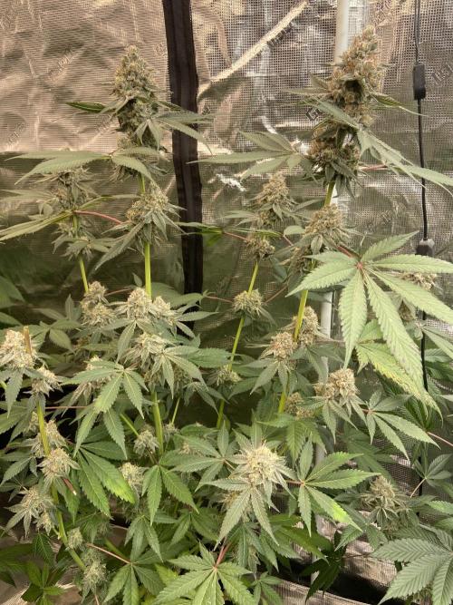 Super Boof [Barney's Farm]. Week 15