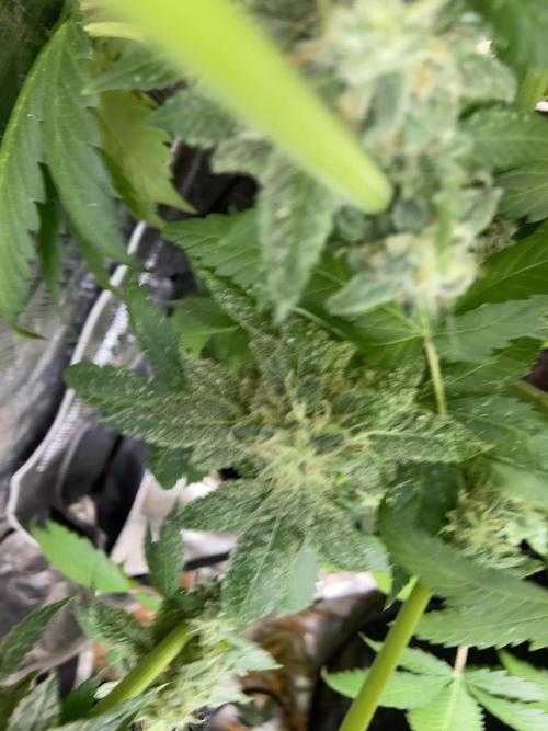 Super Boof [Barney's Farm]. Week 15