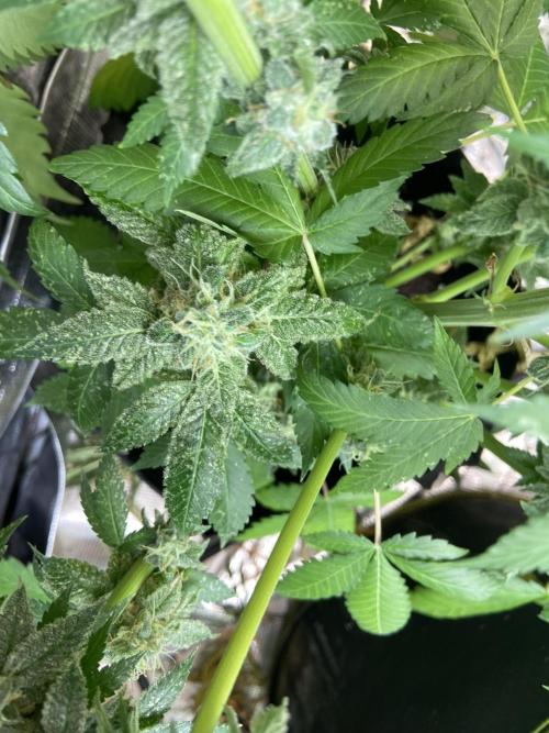 Super Boof [Barney's Farm]. Week 15