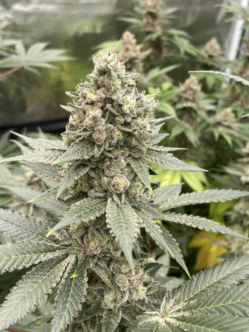 Cherry Poppers [Barney's Farm]. Week 15