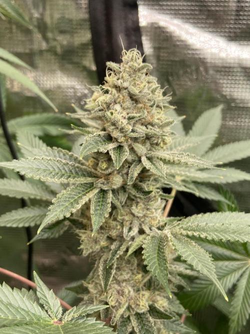 Cherry Poppers [Barney's Farm]. Week 15