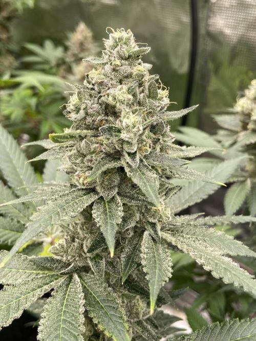 Cherry Poppers [Barney's Farm]. Week 15