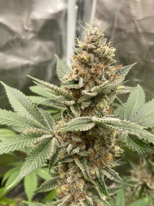 Cherry Poppers [Barney's Farm]. Week 15