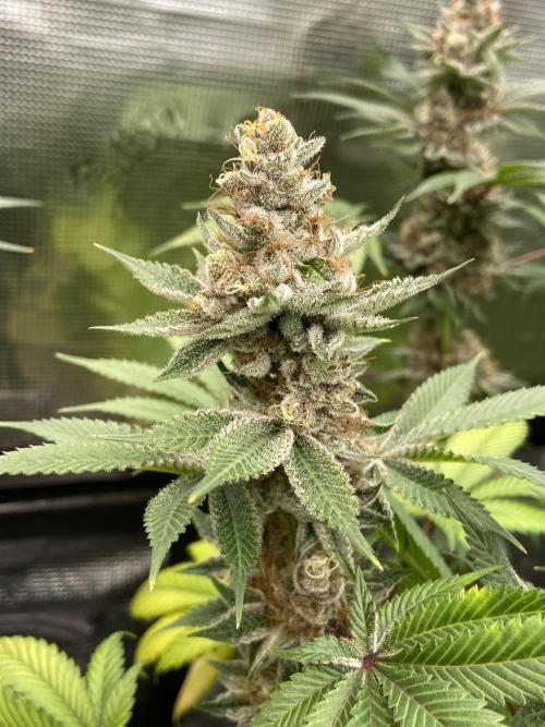 Cherry Poppers [Barney's Farm]. Week 15