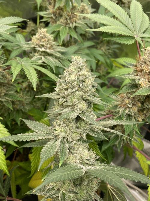 Cherry Poppers [Barney's Farm]. Week 15