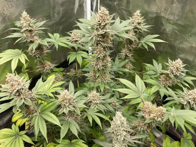 Cherry Poppers [Barney's Farm]. Week 15