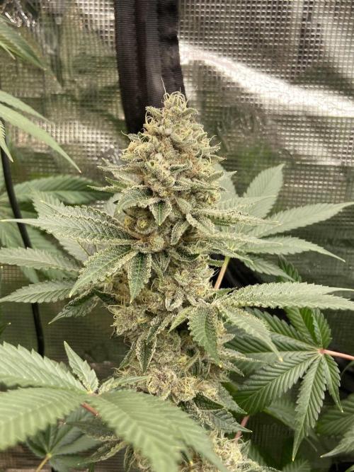 Cherry Poppers [Barney's Farm]. Week 15