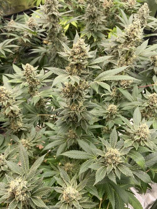 Cherry Poppers [Barney's Farm]. Week 15