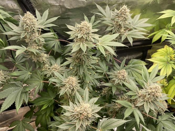 Cherry Poppers [Barney's Farm]. Week 15