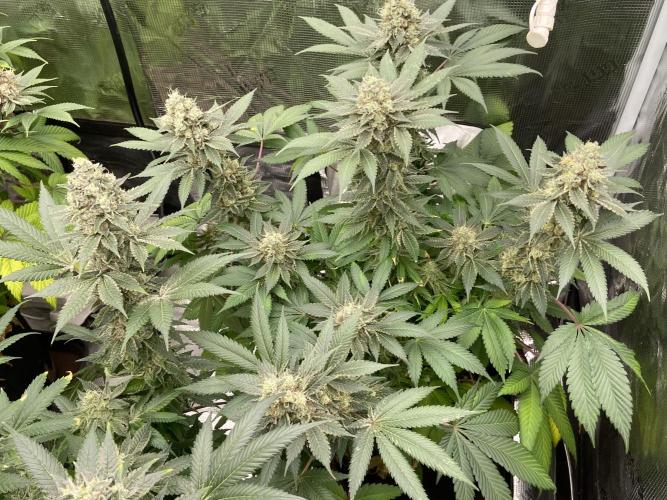 Cherry Poppers [Barney's Farm]. Week 15