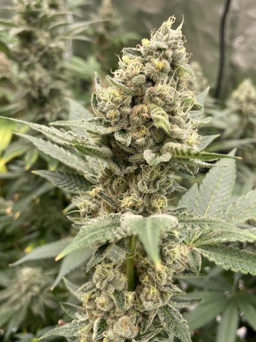 Cherry Poppers [Barney's Farm]. Week 15