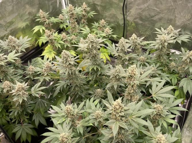 Cherry Poppers [Barney's Farm]. Week 15