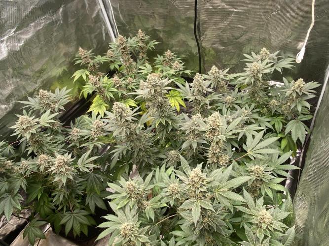Cherry Poppers [Barney's Farm]. Week 15