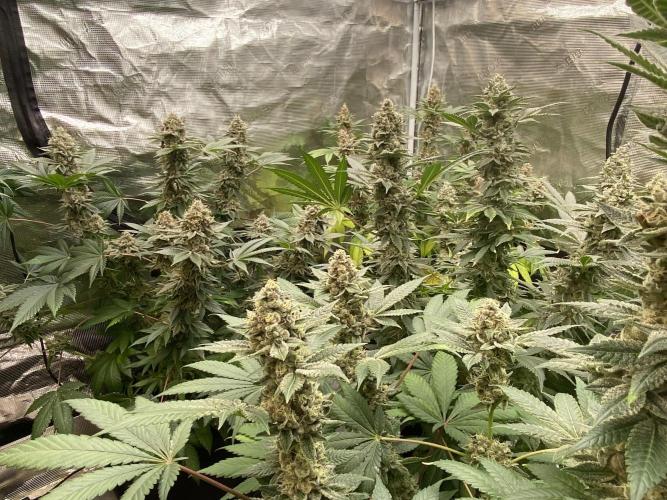 Cherry Poppers [Barney's Farm]. Week 15