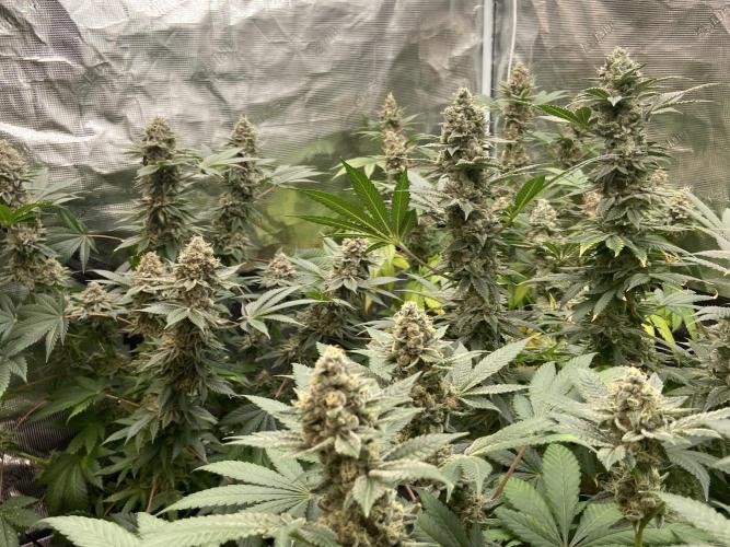 Cherry Poppers [Barney's Farm]. Week 15