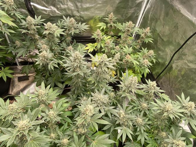 Cherry Poppers [Barney's Farm]. Week 15