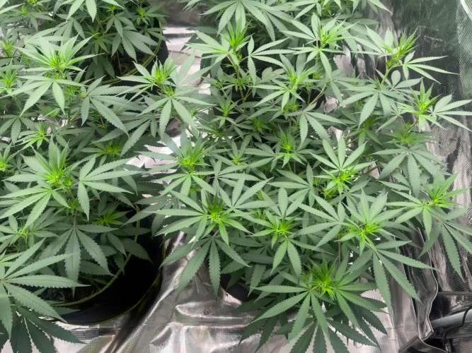 Purple Stardawg [UK/GB]