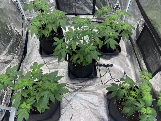 Super Boof [Barney's Farm]. Week 5