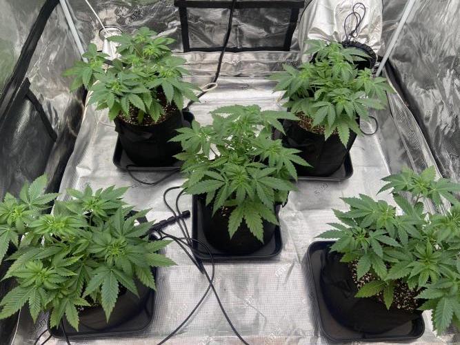 Cherry Poppers [Barney's Farm]. Week 5