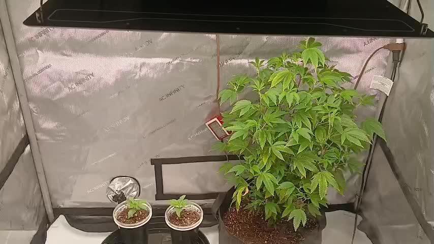 Blue Dreams from Seed supreme